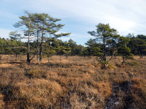 Eindruck aus dem Naturschutzgebiet Bornriethmoor